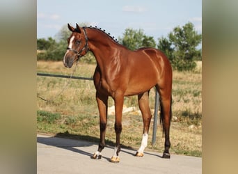 Belgian Warmblood, Gelding, 3 years, 16,2 hh, Brown