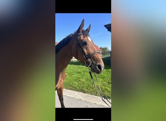 Belgian Warmblood, Gelding, 3 years, 16,2 hh, Brown