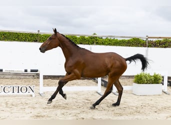 Belgian Warmblood, Gelding, 3 years, 16.2 hh, Brown