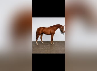 Belgian Warmblood, Gelding, 3 years, 16.3 hh, Chestnut-Red
