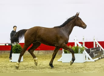 Belgian Warmblood, Gelding, 3 years, 16 hh, Brown