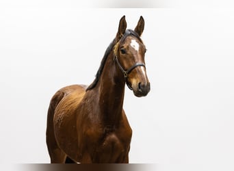 Belgian Warmblood, Gelding, 3 years, 16 hh, Brown