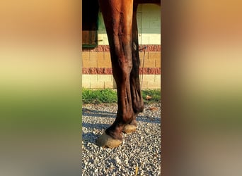 Belgian Warmblood, Gelding, 3 years, 16,2 hh, Brown