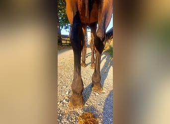 Belgian Warmblood, Gelding, 3 years, 16,2 hh, Brown