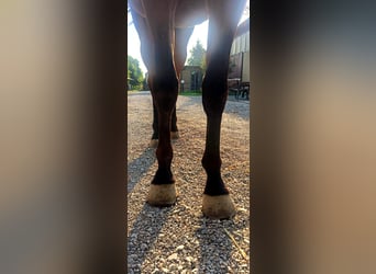 Belgian Warmblood, Gelding, 3 years, 16,2 hh, Brown