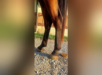 Belgian Warmblood, Gelding, 3 years, 16,2 hh, Brown