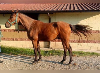 Belgian Warmblood, Gelding, 3 years, 16,2 hh, Brown