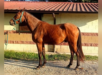 Belgian Warmblood, Gelding, 3 years, 16,2 hh, Brown
