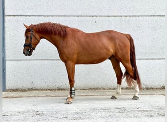 Belgian Warmblood, Gelding, 3 years, 16,2 hh, Chestnut-Red