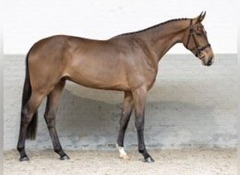 Belgian Warmblood, Gelding, 3 years, 17 hh, Brown-Light