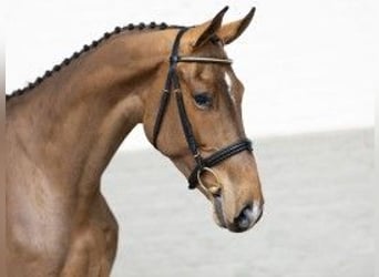 Belgian Warmblood, Gelding, 3 years, 17 hh, Brown-Light