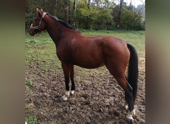 Belgian Warmblood, Gelding, 3 years, 17 hh, Brown