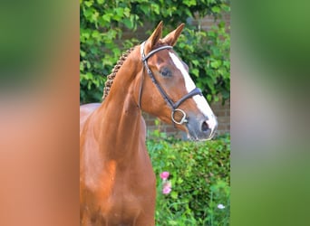 Belgian Warmblood, Gelding, 3 years, Chestnut-Red