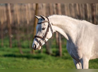 Belgian Warmblood, Gelding, 4 years, 13.1 hh, Grey