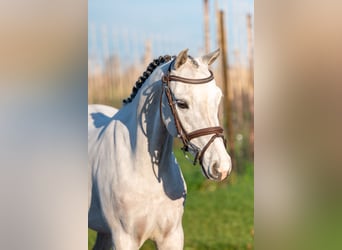 Belgian Warmblood, Gelding, 4 years, 13.1 hh, Grey