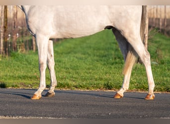 Belgian Warmblood, Gelding, 4 years, 13,1 hh, Grey