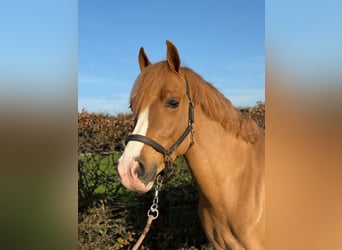 Belgian Warmblood, Gelding, 4 years, 14 hh, Chestnut-Red