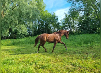 Belgian Warmblood, Gelding, 4 years, 15.1 hh, Chestnut