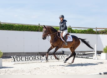 Belgian Warmblood, Gelding, 4 years, 15.2 hh, Bay-Dark