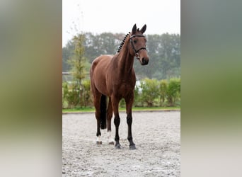 Belgisches Warmblut, Wallach, 4 Jahre, 15,3 hh, Brauner