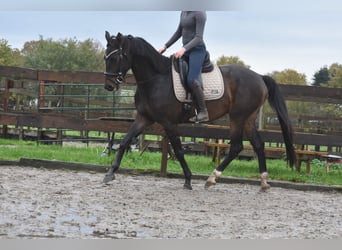 Belgian Warmblood, Gelding, 4 years, 16.1 hh, Bay-Dark