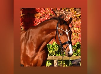 Belgian Warmblood, Gelding, 4 years, 16.1 hh, Brown