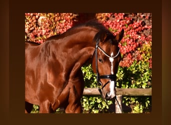 Belgian Warmblood, Gelding, 4 years, 16.1 hh, Brown