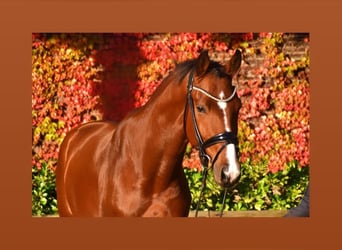 Belgian Warmblood, Gelding, 4 years, 16.1 hh, Brown