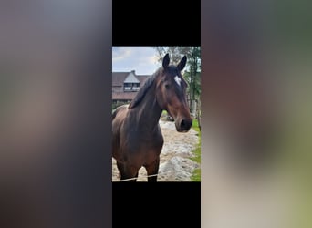 Belgian Warmblood, Gelding, 4 years, 16.1 hh, Brown