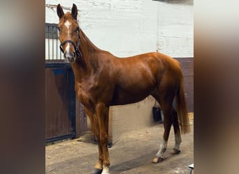 Belgian Warmblood, Gelding, 4 years, 16.1 hh, Chestnut-Red