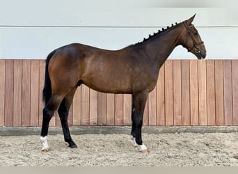 Belgian Warmblood, Gelding, 4 years, 16.1 hh