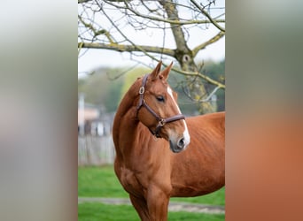 Belgian Warmblood, Gelding, 4 years, 16.1 hh