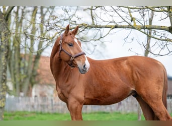 Belgian Warmblood, Gelding, 4 years, 16.1 hh