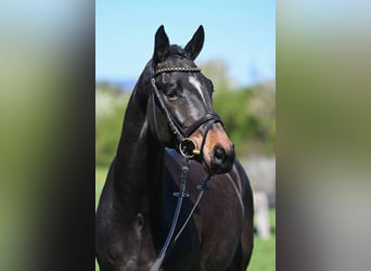 Belgian Warmblood, Gelding, 4 years, 16.1 hh, Smoky-Black