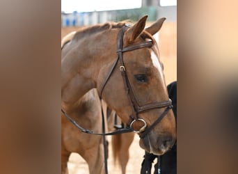 Belgian Warmblood, Gelding, 4 years, 16.2 hh, Chestnut-Red Belgian Warmblood, Gelding, 4 years, 16.2 hh, Chestnut-Red