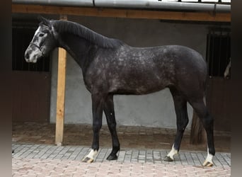 Belgian Warmblood, Gelding, 4 years, 16.2 hh, Grey-Dark-Tan