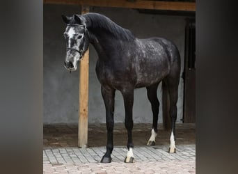 Belgian Warmblood, Gelding, 4 years, 16.2 hh, Grey-Dark-Tan