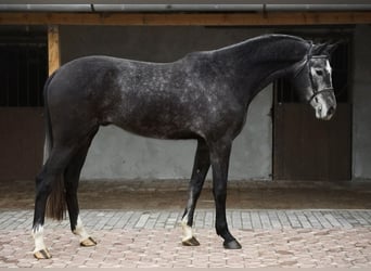 Belgian Warmblood, Gelding, 4 years, 16.2 hh, Grey-Dark-Tan