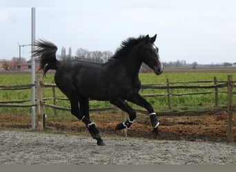 Belgian Warmblood, Gelding, 4 years, 16.2 hh, Grey