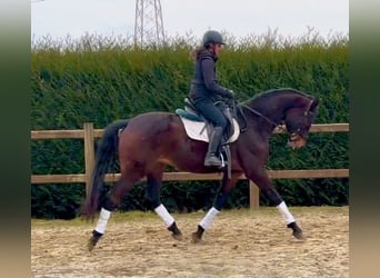 Belgian Warmblood, Gelding, 4 years, 16.3 hh, Bay-Dark