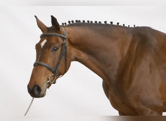 Belgian Warmblood, Gelding, 4 years, 16.3 hh, Brown-Light Belgian Warmblood, Gelding, 4 years, 16.3 hh, Brown-Light