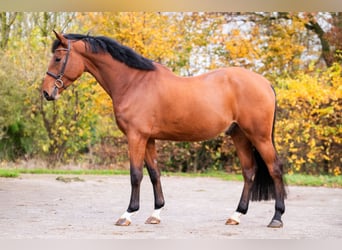 Belgian Warmblood, Gelding, 4 years, 16,3 hh, Brown