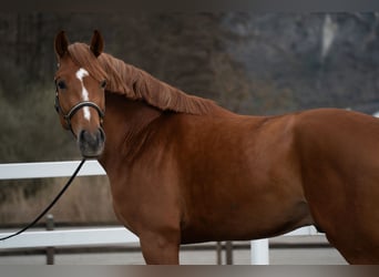 Belgian Warmblood, Gelding, 4 years, 16.3 hh, Chestnut-Red
