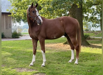 Belgian Warmblood, Gelding, 4 years, 16.3 hh, Chestnut-Red