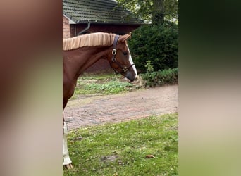 Belgian Warmblood, Gelding, 4 years, 16.3 hh, Chestnut-Red