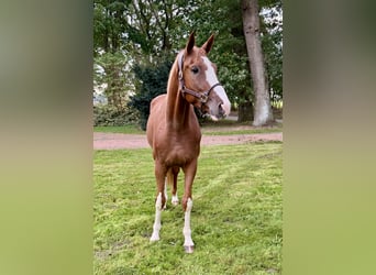 Belgian Warmblood, Gelding, 4 years, 16.3 hh, Chestnut-Red