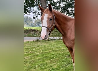 Belgian Warmblood, Gelding, 4 years, 16.3 hh, Chestnut-Red