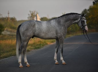 Belgisches Warmblut, Wallach, 4 Jahre, 16,3 hh, Schimmel