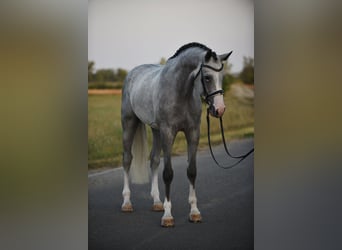 Belgisches Warmblut, Wallach, 4 Jahre, 16,3 hh, Schimmel