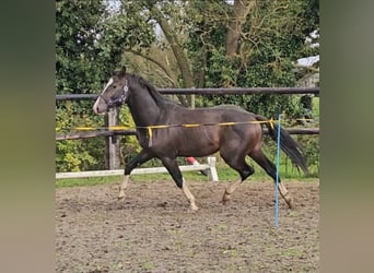 Belgian Warmblood, Gelding, 4 years, 16 hh, Brown
